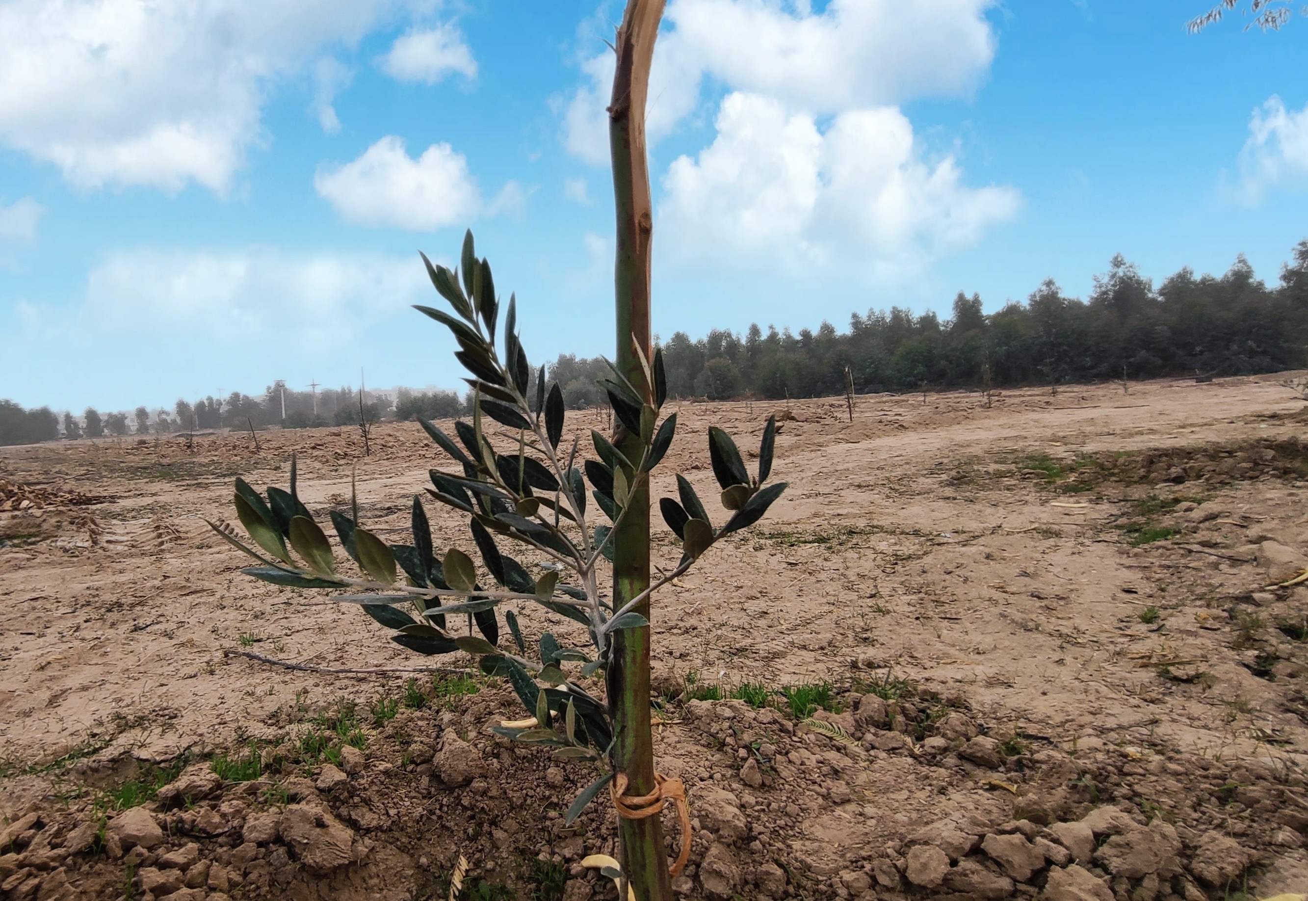 نيشكر امام خمینی(ره) اجراى طرح الگویی باغ زيتون را در اراضى غيرقابل كشت آغاز كرد