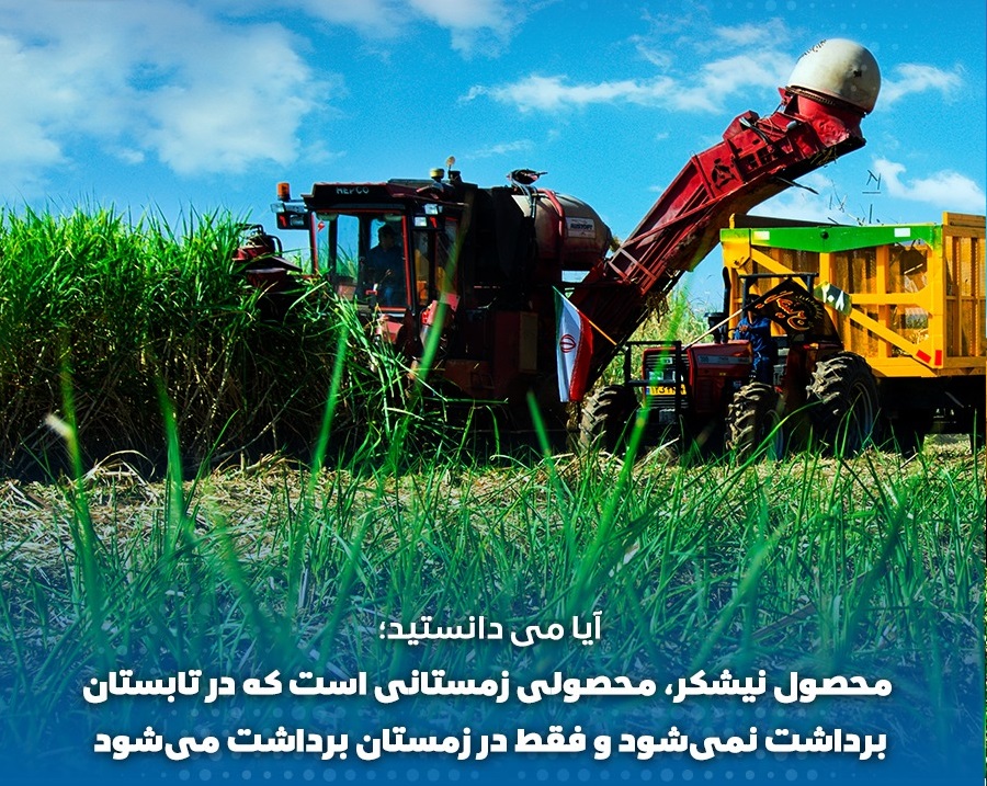 برداشت نیشکر
